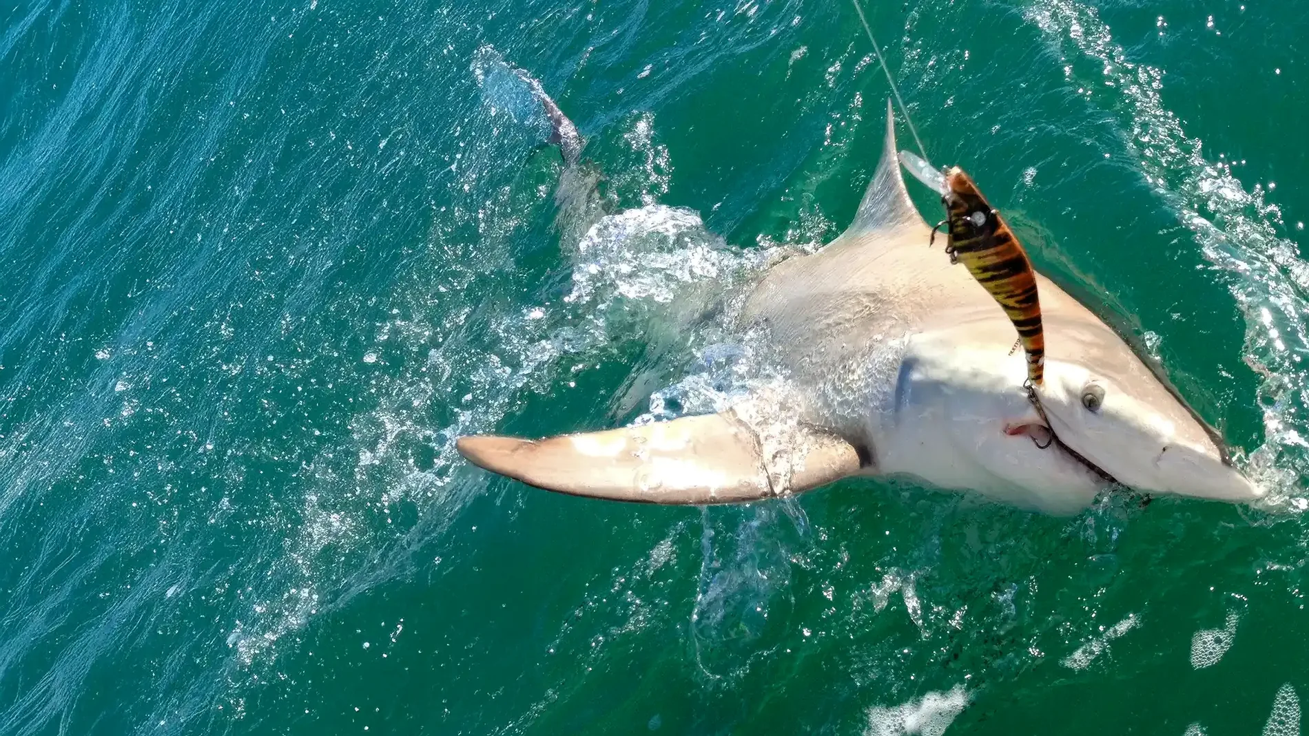 Shark swimming beside the charter boat
