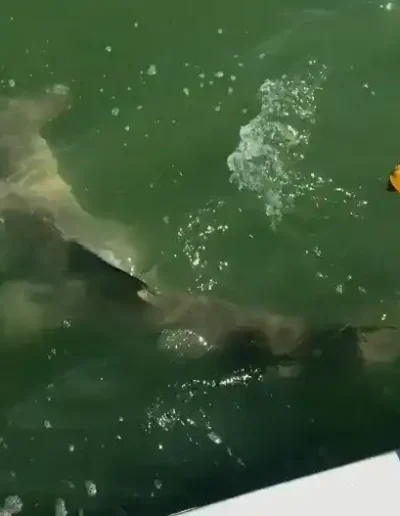 Boca Grande Fishing Charters 61