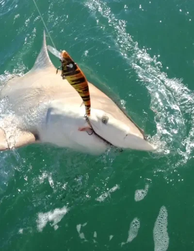 Boca Grande Fishing Charters 29