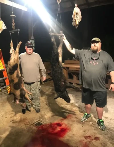 SWFL Hog Hunting